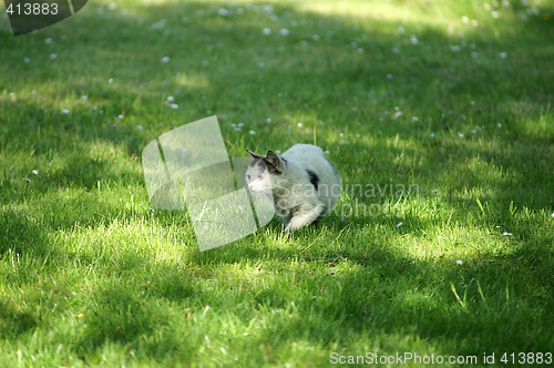 Image of Cat is hunting on meadow