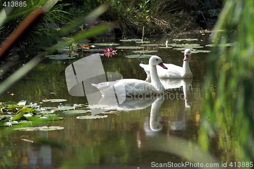 Image of Wild duck