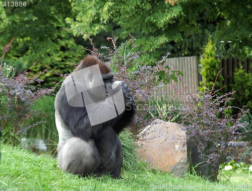 Image of Gorilla