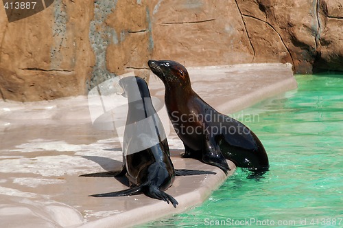 Image of Seal