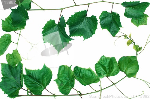 Image of Leafs
