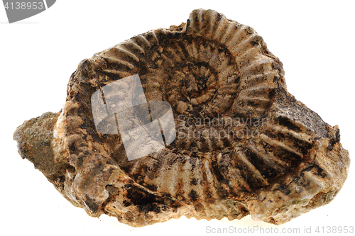 Image of ammonites fossil isolated