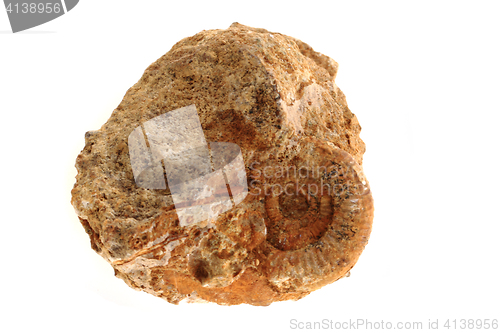 Image of ammonites fossil isolated