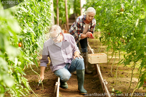 Image of senior couple working at farm greenhouse