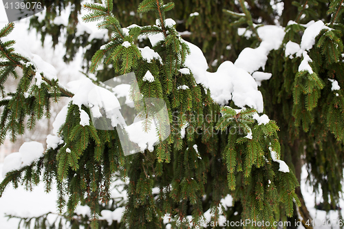 Image of fir branch and snow in winter forest