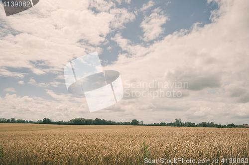 Image of Grain crops on a field