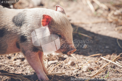 Image of Cute piglet in rural environment