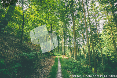 Image of Small forest trail in a green forest