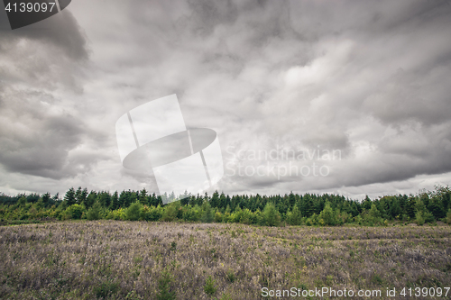 Image of Meadow with a green pine tree forest