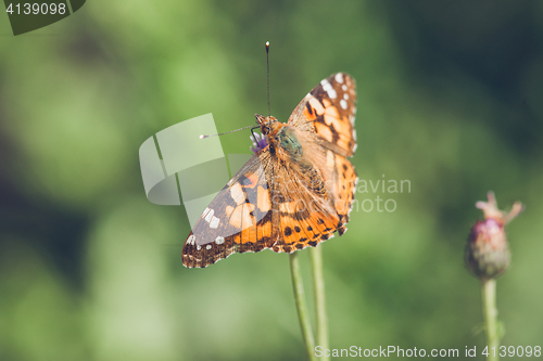 Image of Orange butterfly of the species Vanessa Cardui