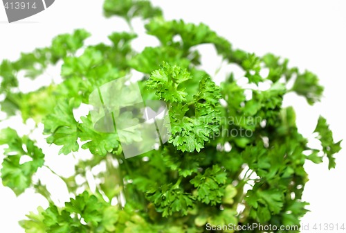 Image of Top of parsley