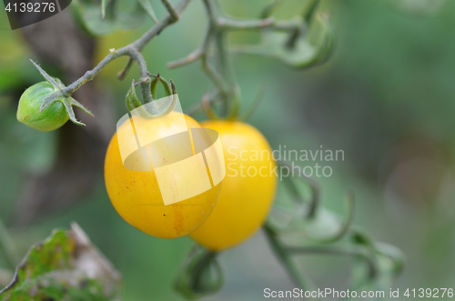 Image of Yellow cherry tomatoes grow in the garden