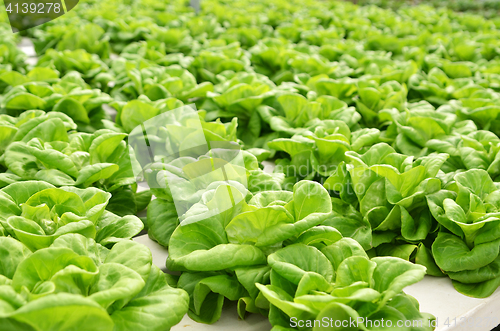 Image of Commercial greenhouse soilless cultivation of vegetables