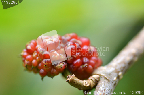 Image of Red mulberry on the tree