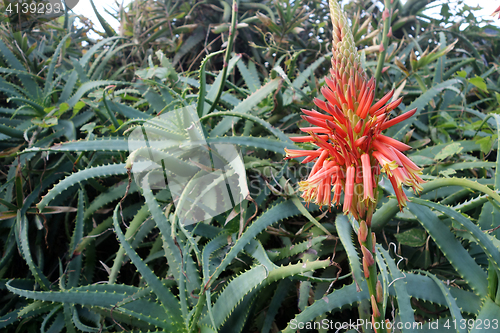 Image of Beautiful Aloe Vera cactus plants