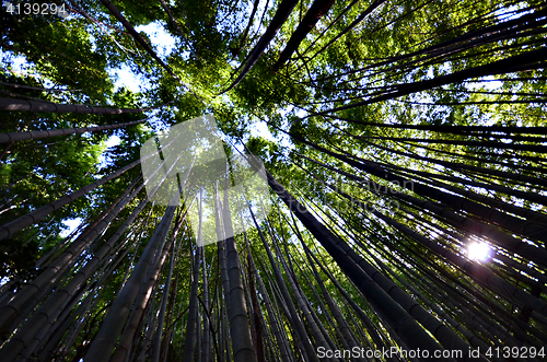 Image of Green and natural bamboo forest