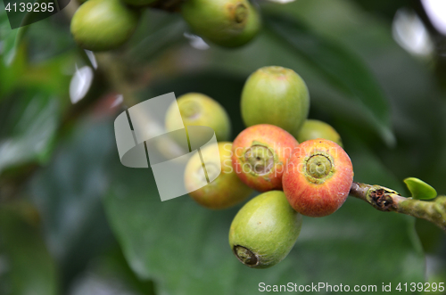 Image of Fresh coffee seeds on coffee tree