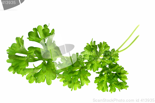 Image of Top of parsley