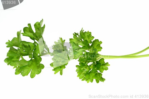 Image of Top of parsley