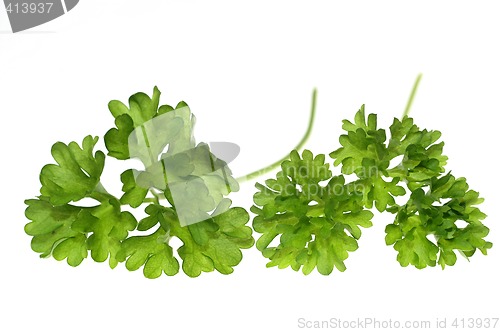 Image of Top of parsley