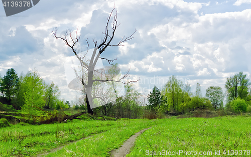 Image of Dry Bare Tree Among Spring Greens