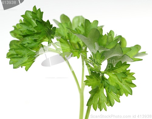 Image of Top of parsley