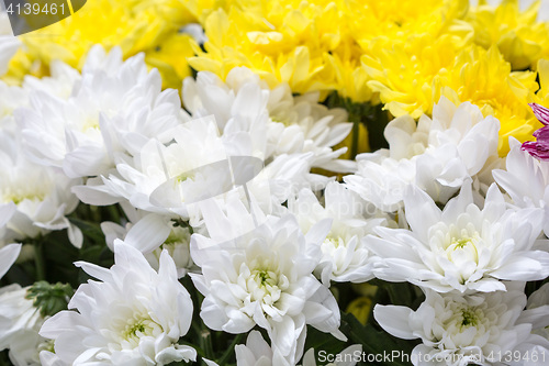 Image of white and yellow chrysanthemums