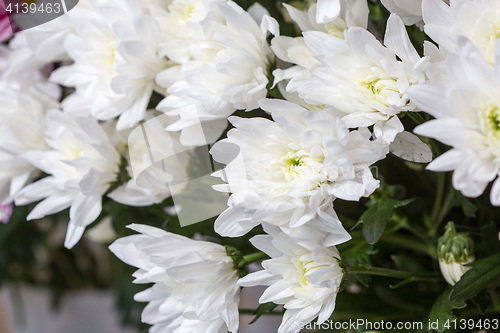 Image of white chrysanthemums