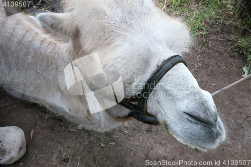 Image of face of a camel