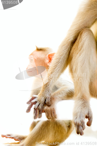 Image of Indian macaques. parental care. monkey holds her baby\'s hand