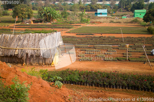 Image of Idian farm, growing flowers in the open ground (beds with young plants)