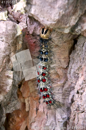 Image of Lymantria dispar caterpillars move in forest.