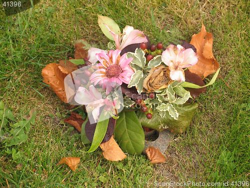 Image of Autumn flowers