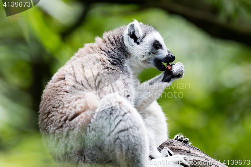 Image of Ring-tailed lemur (Lemur catta)