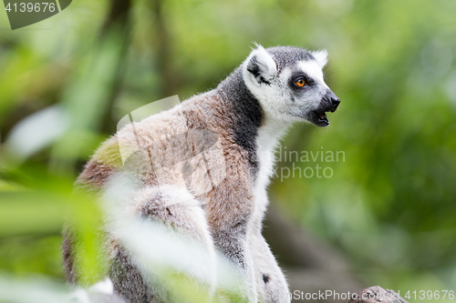 Image of Ring-tailed lemur (Lemur catta)