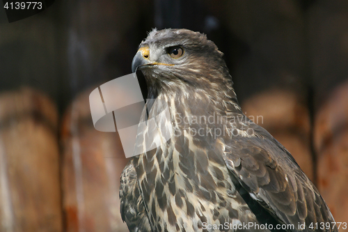 Image of Eagle