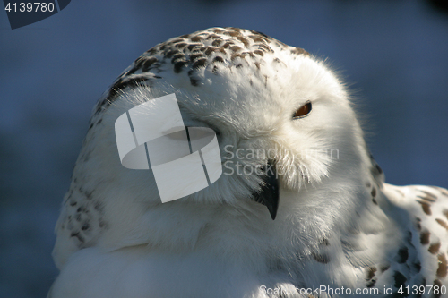 Image of Portrait of a snow owl.