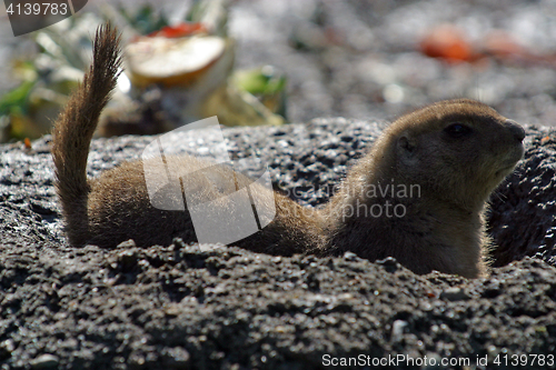 Image of Meerkat Burrowing