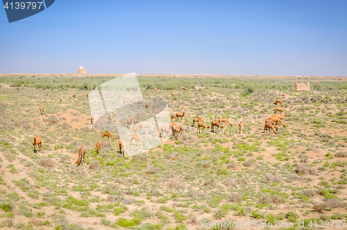 Image of Feeding camels in Merv