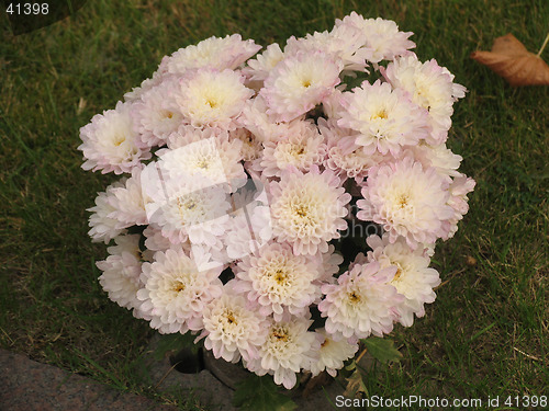 Image of Pink flowers