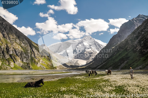 Image of Hiker and wild horses