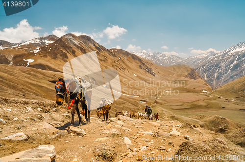 Image of Horses walking uphill