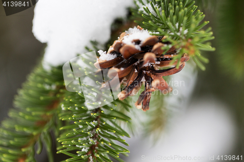 Image of fir branch with snow and cone in winter forest