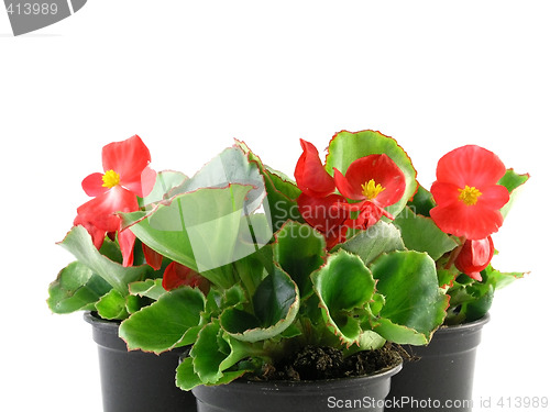 Image of begonia