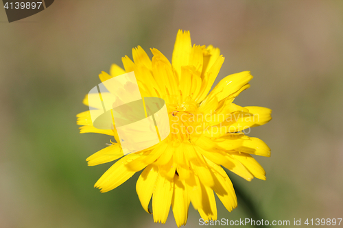 Image of Ordinary Cat&#39;s Ear      (Hypochaeris radicata) 