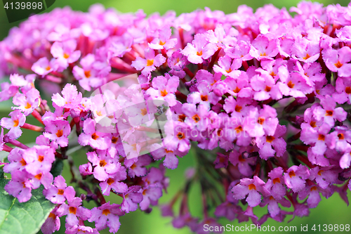 Image of  Butterfly Bush  (Buddleja davidii) 