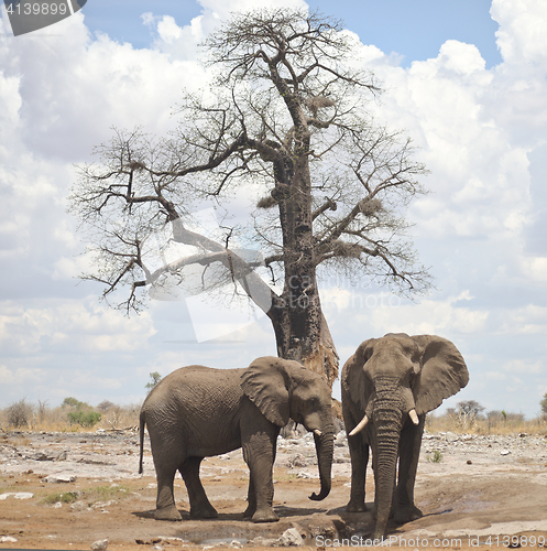 Image of elephants in Africa