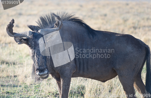 Image of antelope gnu