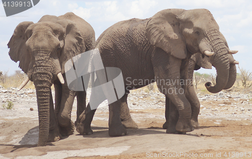 Image of elephants in Africa