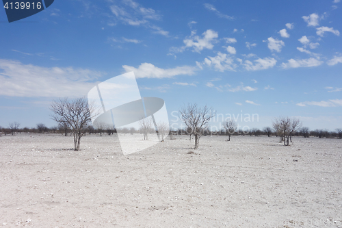 Image of Etosha landscape